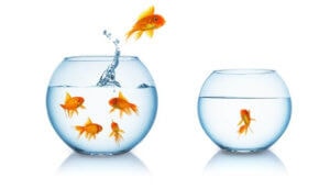 gold fish escape in a fishbowl