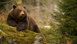Bitcoin Blase bearish