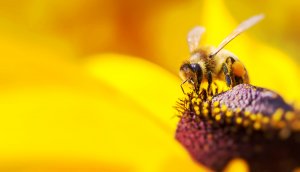 eine biene, die auf einer sonnenblume sitzt und pollen sammelt, um später honig zu produzieren. im Hintergrund sieht man die gelbe blume