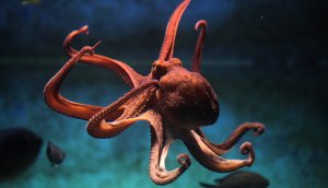 ein-kraken-im-wasser