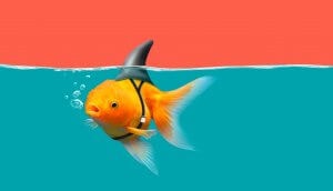 Goldfisch mit Haifischflossen schwimmen in grünem Wasser und rotem Himmel, Goldfisch mit Haifischflossen