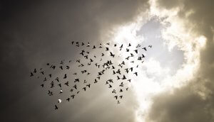 mehrere vögel, die in pfeilform richtung himmel fliegen