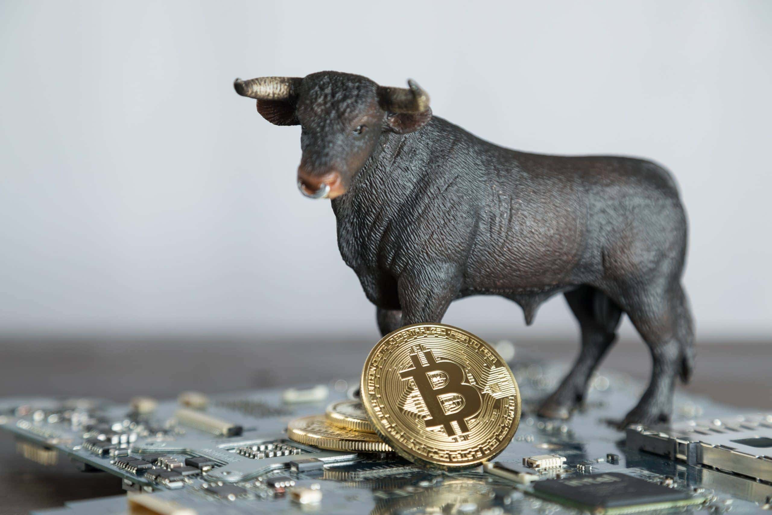Bitcoin-Münze und kleine Bärenfigur auf einer Platine
