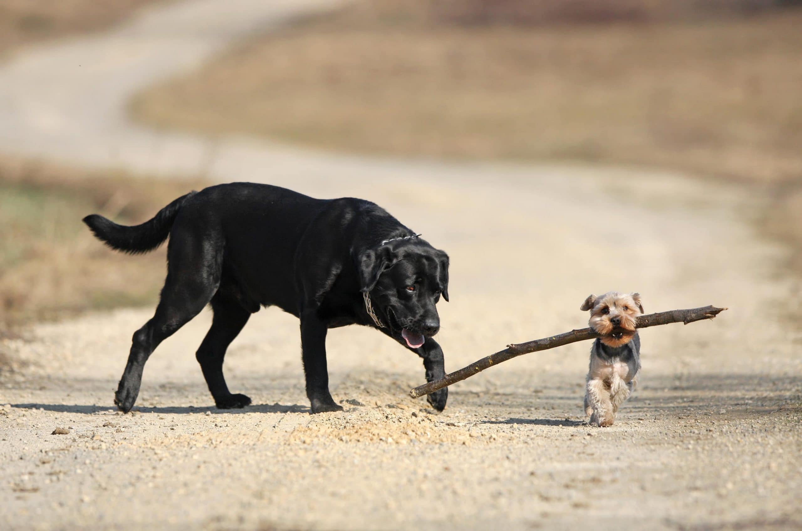 Ein kleiner Hund mit Stock im Maul überholt einen deutlich größeren Hund auf einem Feldweg