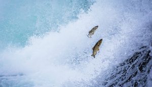 Forellen springen stromaufwärts (Symboldild PundiX, BTT, Filecoin)