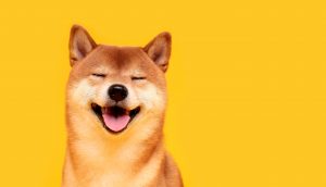 Shiba Inu