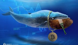 Shave the Whales