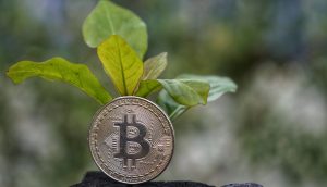 Grün Bitcoin