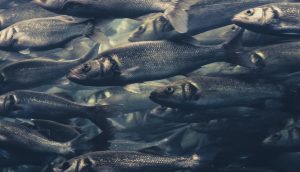 Fischschwarm schwimmt im Wasser.