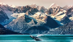 Ein Walfisch in Alaska.