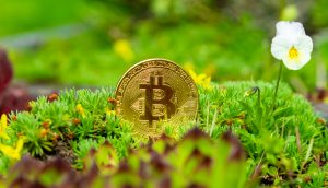 Bitcoin-Münze in der Natur.