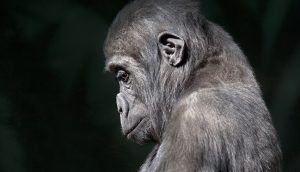 Trauriger Affe