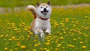 Shiba Inu