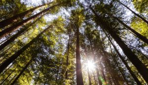 Wald