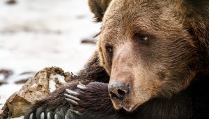 Bitcoin-Bär